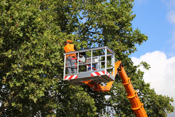 The Steps Involved in Our Tree Care Process in Iona, ID